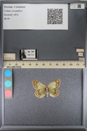 Media type: image;   Entomology 193867
